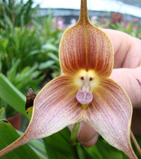 cette-orchidee-dracula-simia-donne-l-illusion-d-une-tete-de-macaque_839f2a14e176c849296169d02a82777cd1ca5e57