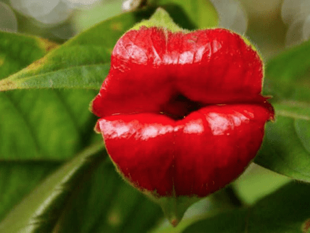 fleur bouche