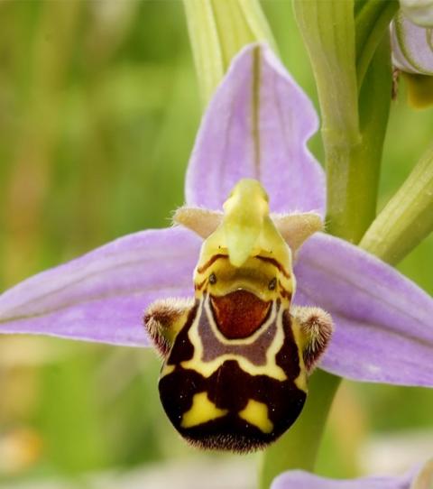 l-ophrys-abeille-ophrys-apifera-prend-l-apparence-d-un-joyeux-petit-bourdon_