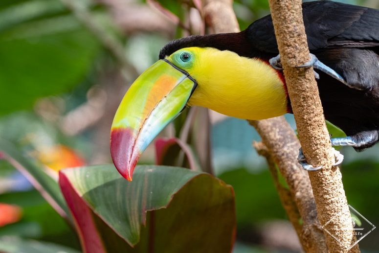 toucan